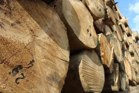 Timber logs in the forest Stock Photos