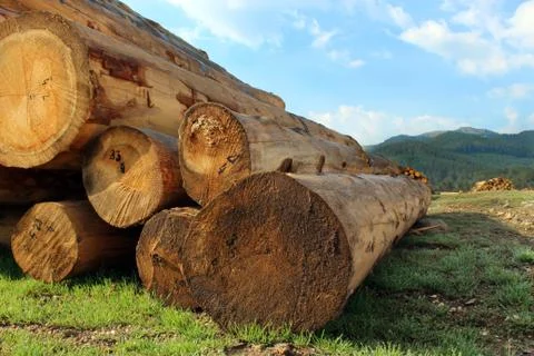 Timber logs in the forest Stock Photos