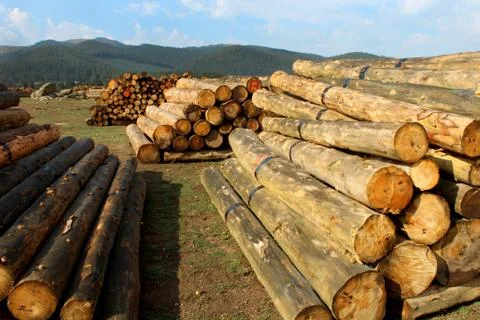 Timber logs in the forest Stock Photos