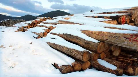 Timber logs in the forest Stock Photos