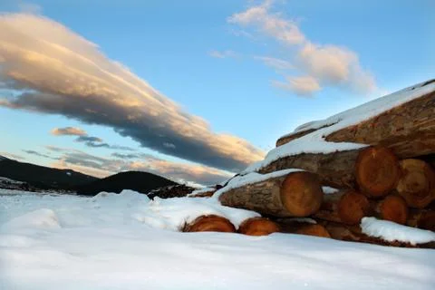 Timber logs in the forest Stock Photos