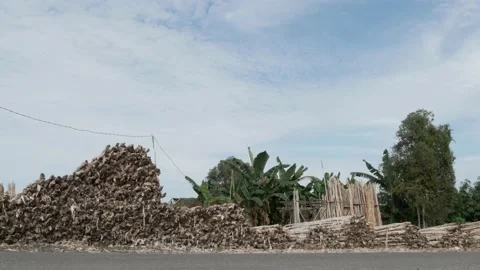 Timber logs of Melaleuca cajuputi trees, stacked for sale Stock Footage 158409333