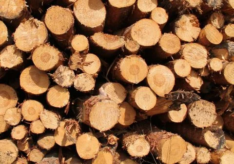 Timber Logs. Stock Photos
