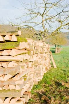 Timber logs Stock Photos