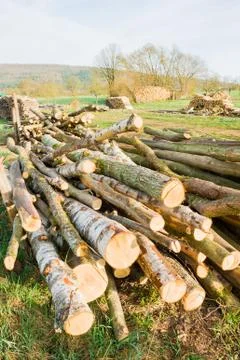 Timber logs Stock Photos