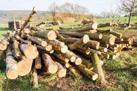 Timber logs Stock Photos
