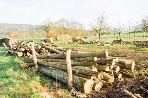 Timber logs Stock Photos