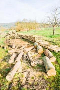 Timber logs Foto stock