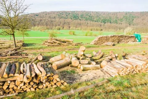 Timber logs Stock Photos
