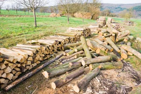Timber logs Stock Photos