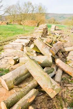 Timber logs Stock Photos
