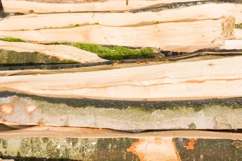 Timber logs Foto stock
