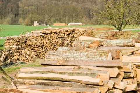 Timber logs Foto stock