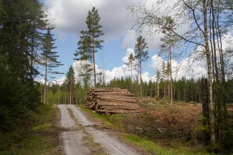 Timber logs 스톡 사진