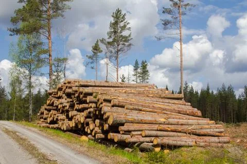 Timber logs 스톡 사진