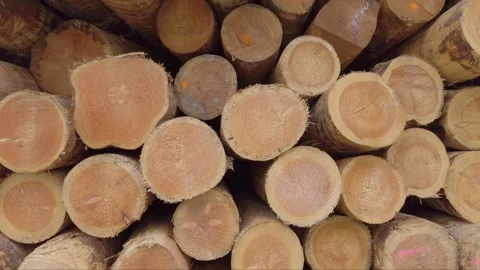 Timber logs in a pile at a sawmill Stock Footage 291858499