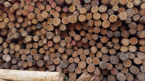 Timber logs in a pile at a sawmill Stock Footage 291858503
