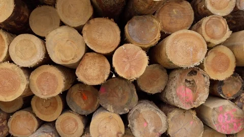Timber logs in a pile at a sawmill Stock Footage 291858504