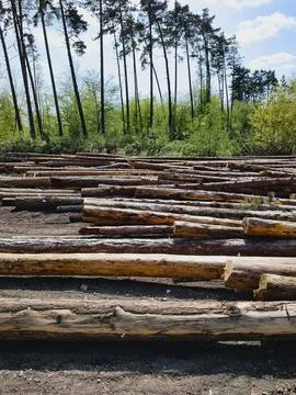 Timber Logs Stacked In Forest Clearing Stock Photos