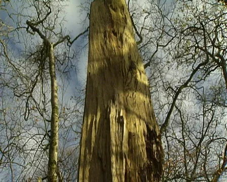 Timber monolith Stock Footage 602233