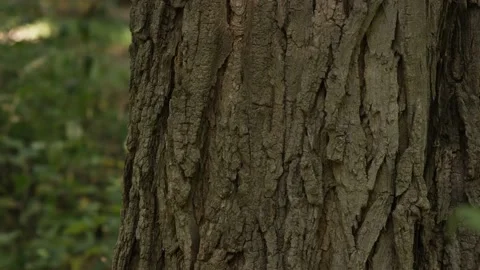 Timber natural pattern, rough raw wooden texture of forest trunk. Stock Footage 186538849