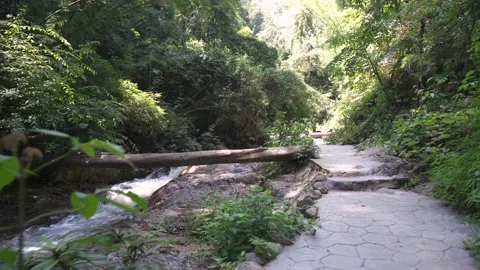 Timber at Nature streams in woods forest at Lampang province Thailand. Vidéo 141207161