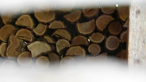 Timber or Firewood Stock Footage 204886156