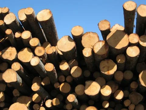 Timber Stock Photos