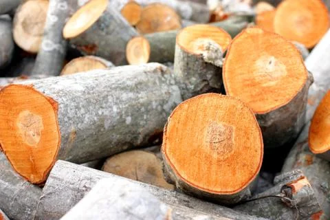 Timber Stock Photos