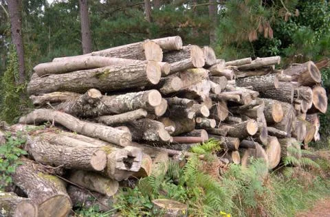 Timber Stock Photos