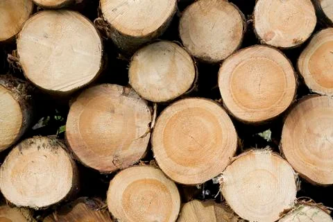 Timber Stock Photos