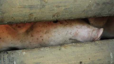 Timber pig pen with many small cute, dirty piglets pushing their snouts out Stock Footage 98493704