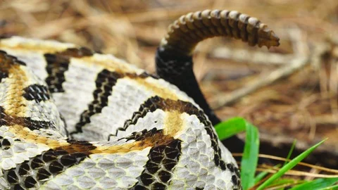 Timber Rattlesnake Deadly Video stock 95638966