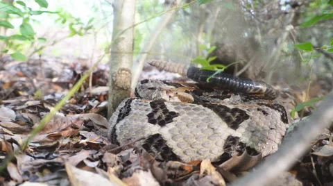 Timber Rattlesnake Defensive Posture Stock Footage 64954531