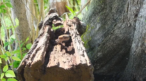 Timber Rattlesnake Stock Footage 46751427