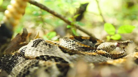 Timber Rattlesnake Stock Footage 64953457