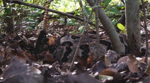 Timber Rattlesnake Hiding Видео 64927245