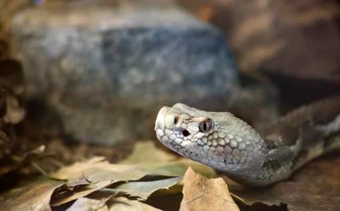 Timber rattlesnake Stock Photos