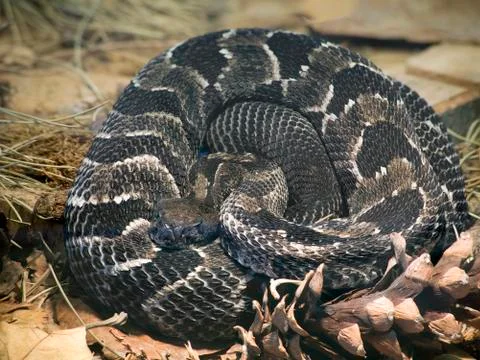Timber rattlesnake Stock Photos