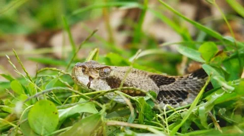 Timber Rattlesnake Venomous Stock Footage 8778298