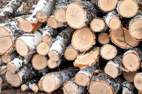Timber rural stack of firewood. Wall of wooden logs. Stock Photos