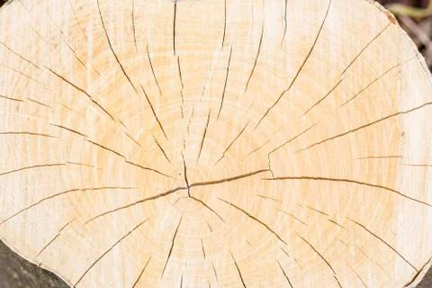 Timber section Stock Photos