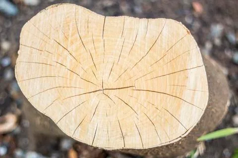 Timber section Stock Photos