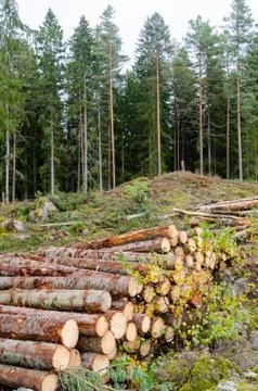 Timber stack by a clear cut forest area in fall season Foto stock