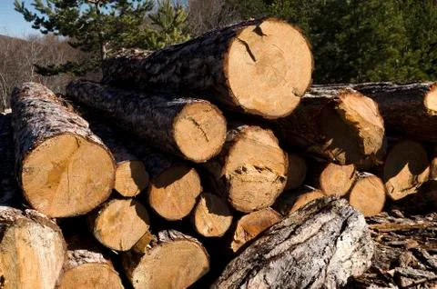 Timber stack of coniferous in Rhodope Mountain Stock Photos