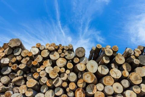 Timber stacked Forest pine trees log trunks felled by the logging timber i... Foto stock
