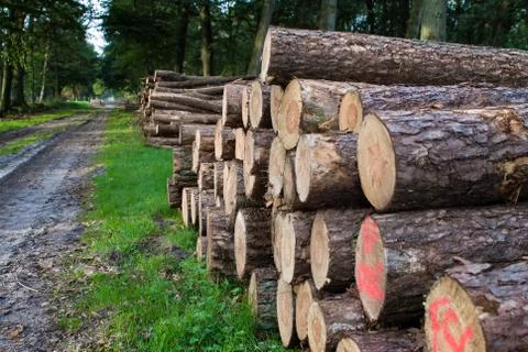 Timber Stacked logs in the forest Stock Photos