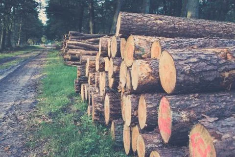 Timber Stacked logs in the forest Stock Photos