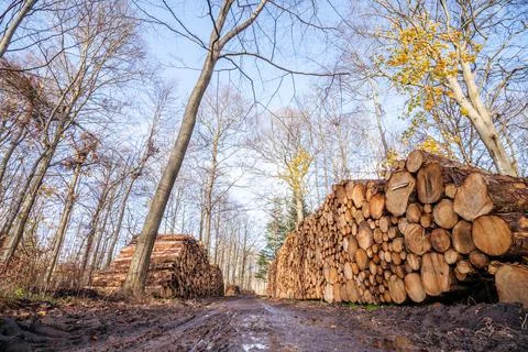 Timber stacked in a muddy forest in the fall Stock Photos