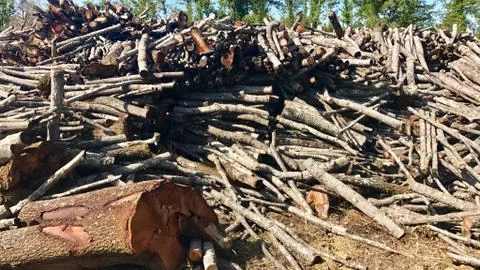 Timber stacked up rather rough after felling Stock Photos